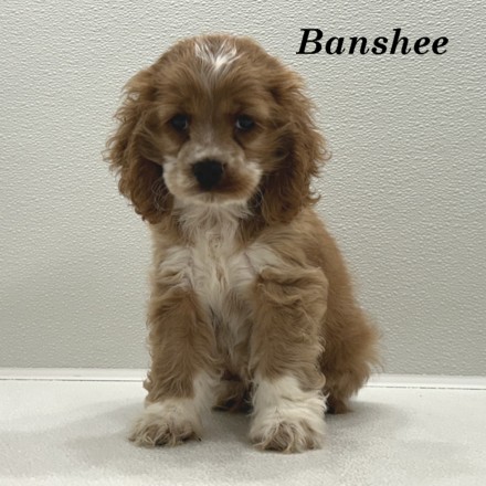 puppy, for, sale, Cocker Spaniel, Joe & Cherri  Overlease, dog, breeder, Miller, MO, dog-breeder, puppy-for-sale, forsale, nearby, find, puppyfind, locator, puppylocator, aca